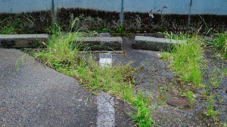 どこからそんな力が？アスファルトの隙間から生えた雑草で亀裂も…植物の“生存戦略”と除草のポイント｜FNNプライムオンライン