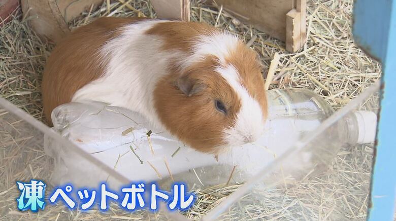 動物園も「暑さ対策」に追われる　モルモットは「凍らせたペットボトル」に体をぴったり　トナカイは「水」をかけてもらう　｜FNNプライムオンライン
