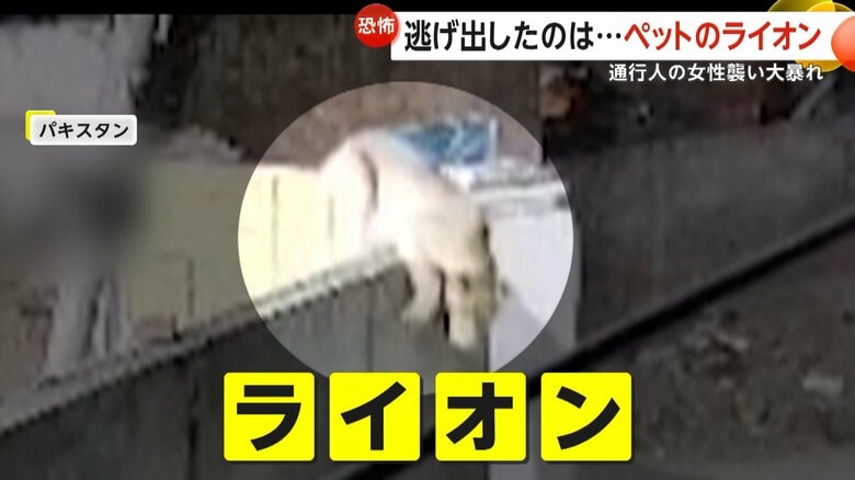 逃げ出した“ペットのライオン”が大暴れ！路上で女性や子供ら襲い3人けが　パキスタンでは大型ネコ科を飼うことがステータス｜FNNプライムオンライン