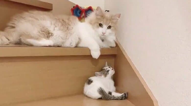 「触れたくて近づきたくて」子猫のかわいがり方が不器用な“姉猫”の姿にほっこり…2匹の仲を飼い主に聞いた｜FNNプライムオンライン
