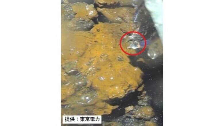 ＜福島第一原発＞つかんだ“燃料デブリ”画像公開　前回のカメラトラブルは克服｜FNNプライムオンライン