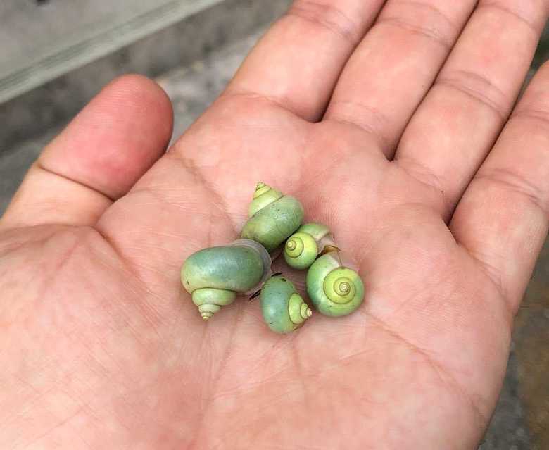 こうして集めてみると、芽キャベツにも見える