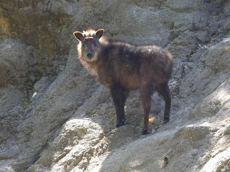 提供:(公財)東京動物園協会