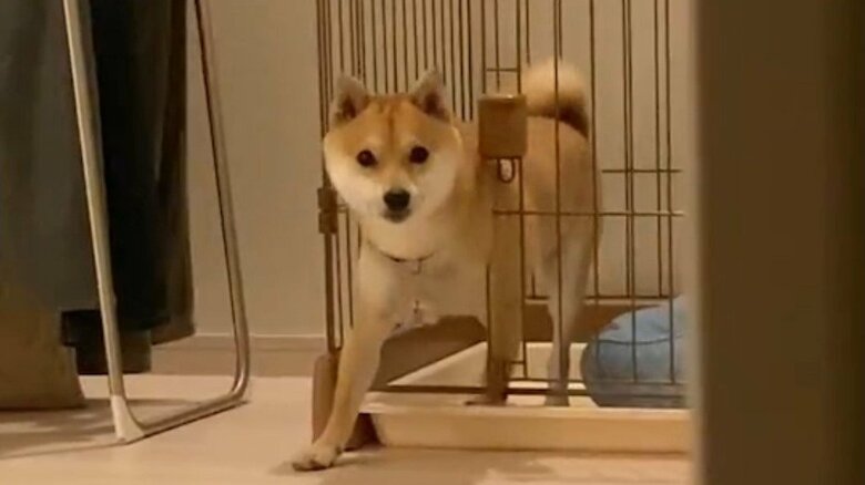 見られていることに気付いたまめ助くん。将棋ばりの長考