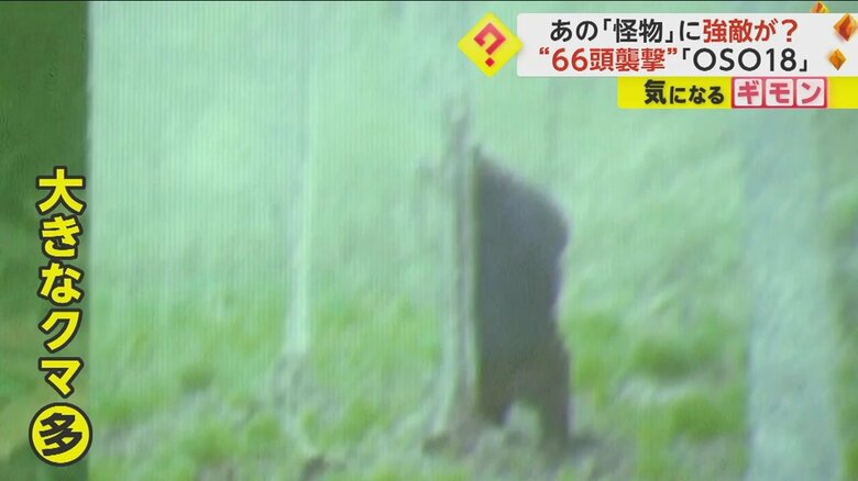 対策会議で映し出された、「OSO18」よりも大きいとされるクマ