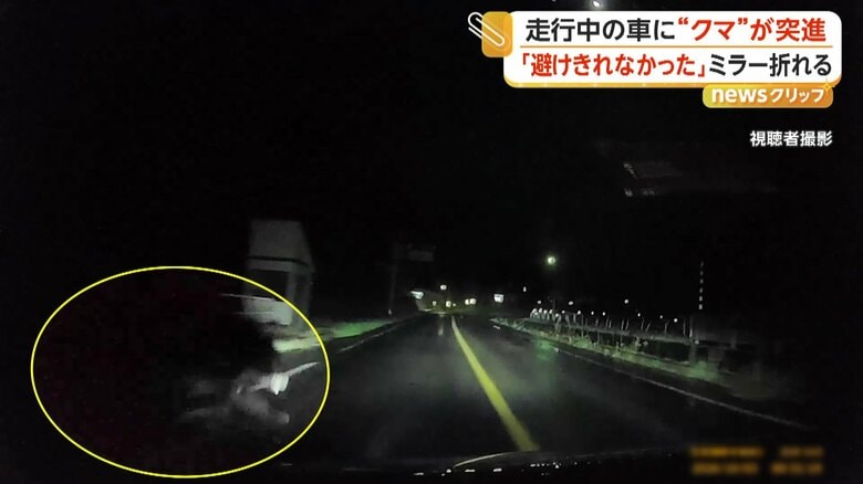 道路に飛び出す“クマ”