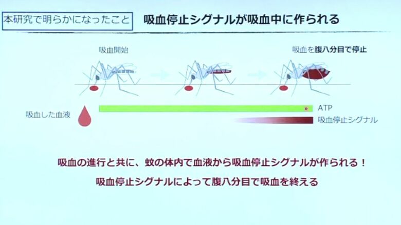吸血停止シグナルが吸血中に作られる（理化学研究所の説明資料）
