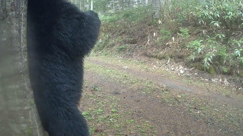 クマが木に背中をこすりつける姿（撮影：黒澤徹也さん）