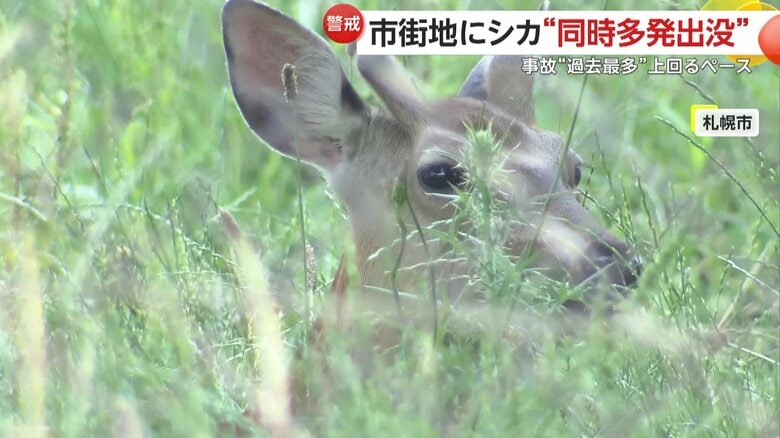 涼を求めてたどり着いたのか、木陰でおとなしくしていたシカ