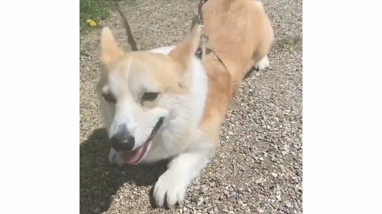 ほふく前進するくまくん