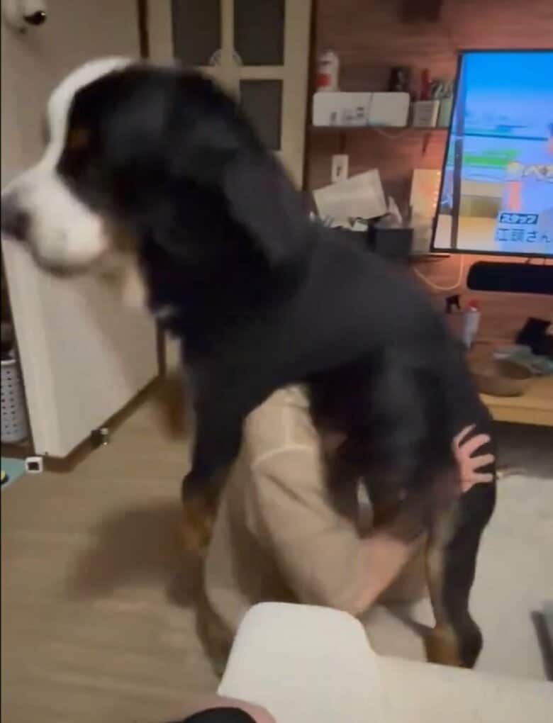 「抱っこしてー」