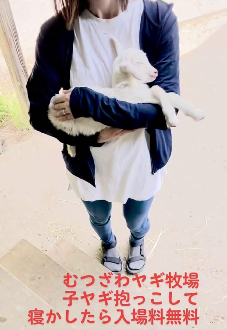 ゆっくり子ヤギにカメラがアップしていく（提供：むつざわヤギ牧場）
