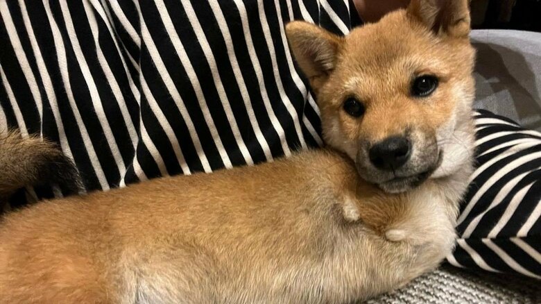 飼い主さんにぴったりな様子