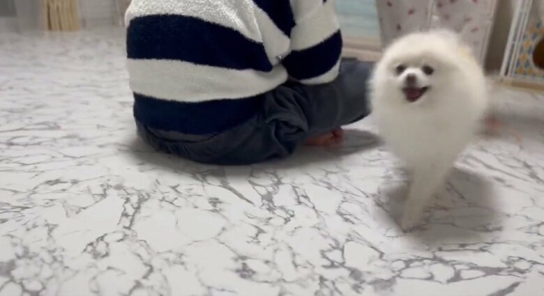 おうちの中で鬼ごっこ中のぽんちゃん。この時は真っすぐ前だけ見ている…