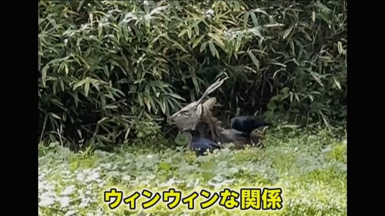 カラスとシカは、ウィンウィンな関係なのかもしれない
