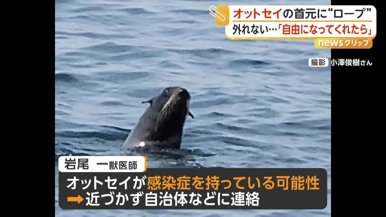 感染症を持っている可能性があるため近づかず、自治体などに連絡してと話す獣医師