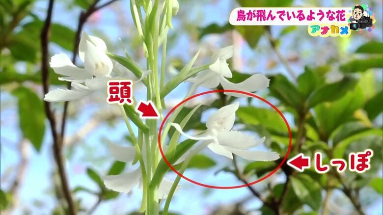 ダイサギソウ