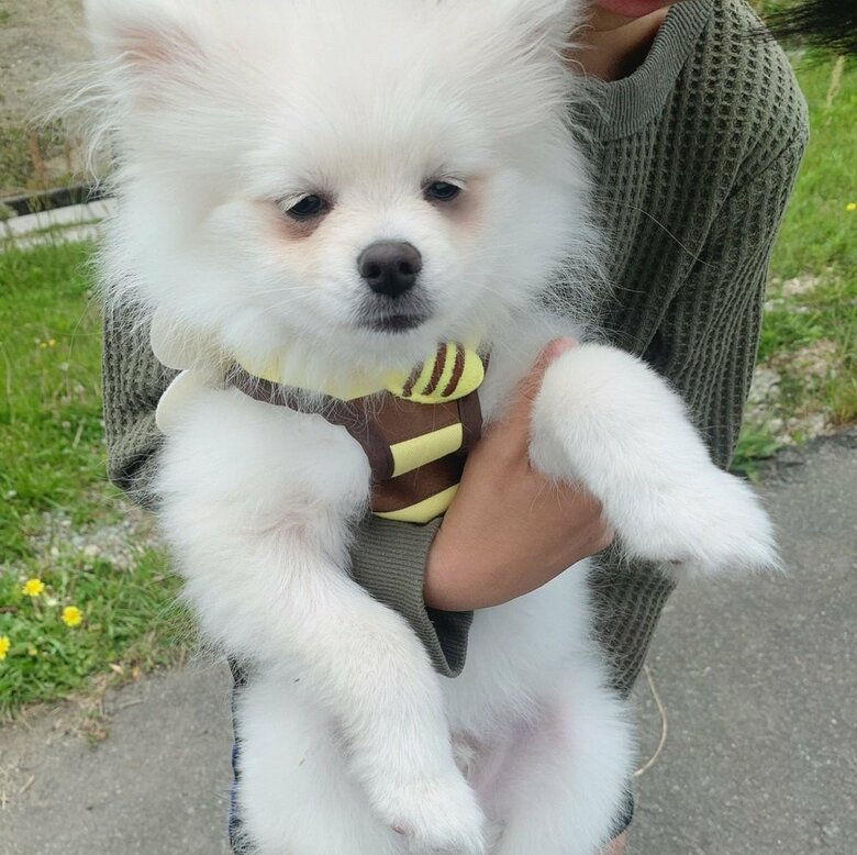 お散歩デビュー　斜面を登れず抱っこ