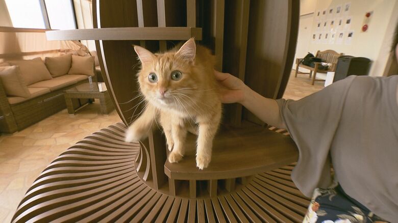 カフェでくつろぐネコ