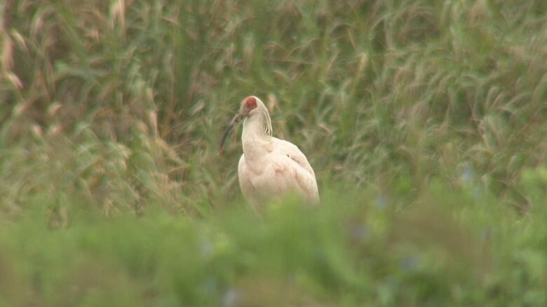 佐渡で暮らすトキ