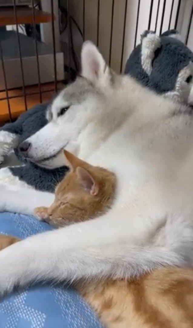 仲良く一緒に寝る様子