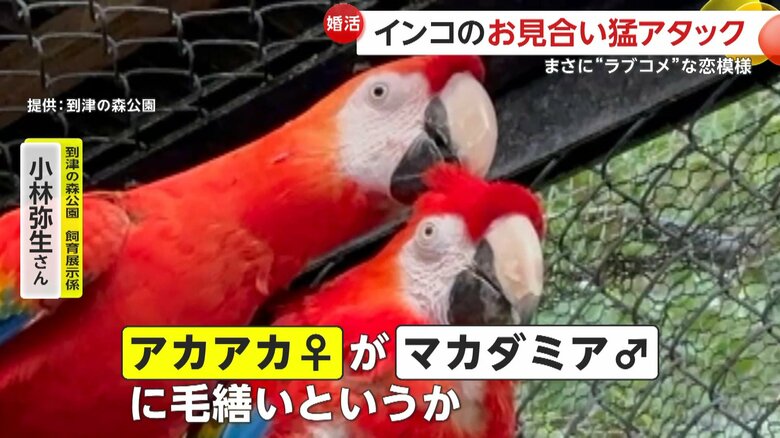 オスに毛繕いしているメス
