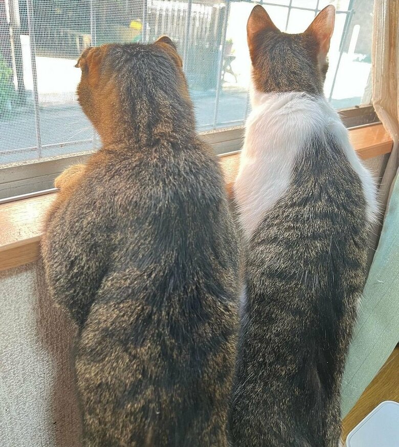 仲良く外を眺める2匹