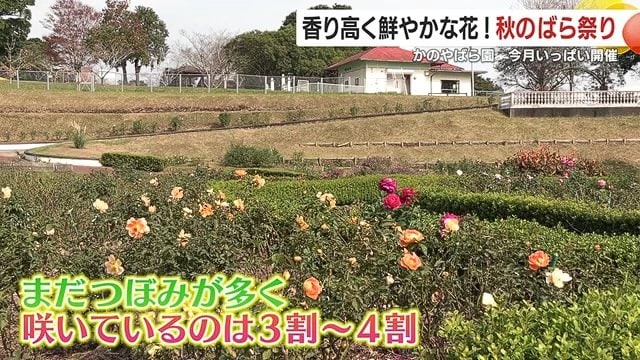 まだつぼみが多く、園内のバラの3割から4割ほどが咲いている状態