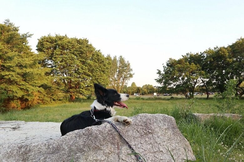 岩の上でポーズ