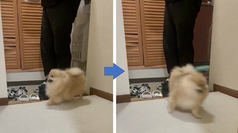 別日のお出迎えの様子　うれしそうに大興奮