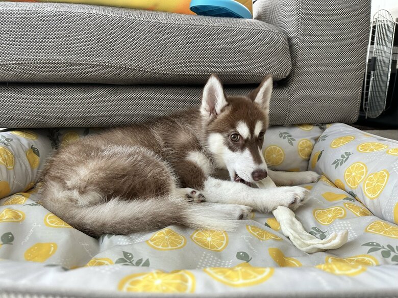 くつろぐマリアンちゃん