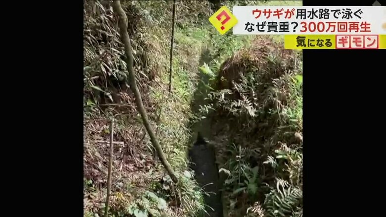 用水路でウサギ飛びで進む野ウサギ（ヒロさん撮影）