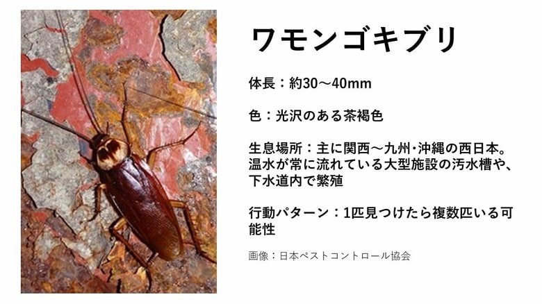 ワモンゴキブリ