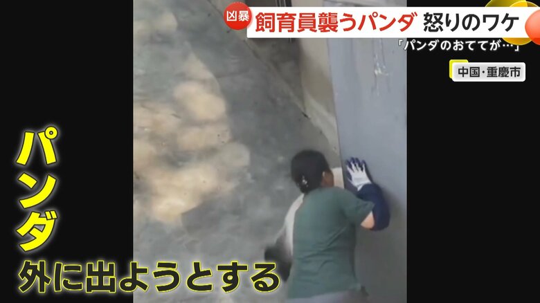 右前足をドアに挟まれ攻撃的になったか