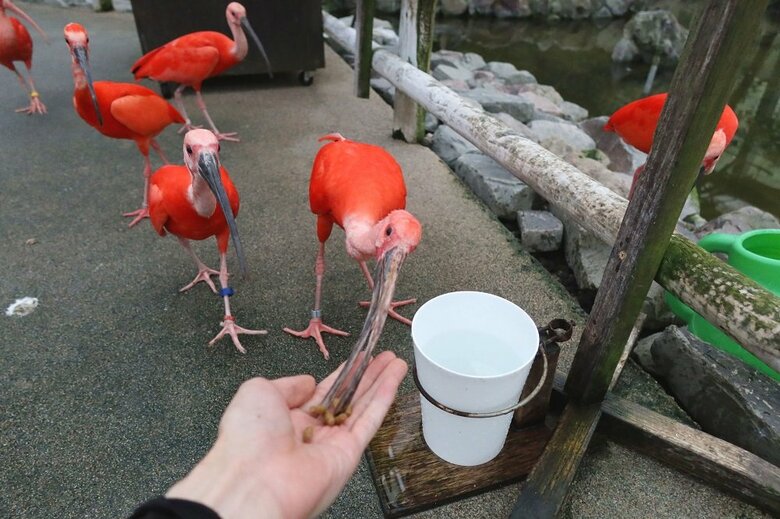 エサをついばむ、くつろいでいた個体（提供：松江フォーゲルパーク）