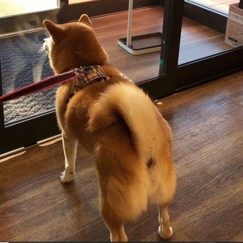 動物病院の自動ドアがタッチ式だったとき。反射する表情が切ない