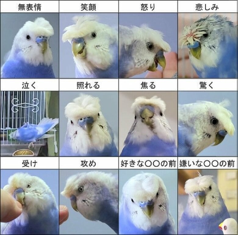 インコの表情一覧表