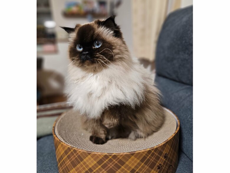 コマチちゃん「おやつ…」（提供：ねぎまるさん）