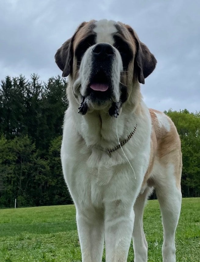 「（1）細出」から「（3）長出」になったと思われるヨダレが…！