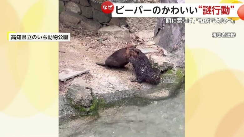 相撲をとる2匹のビーバー