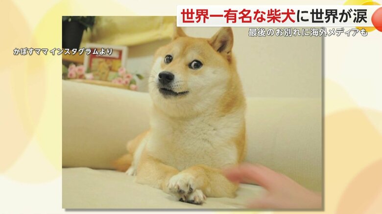 かぼすちゃんが一躍有名となるきっかけとなった写真