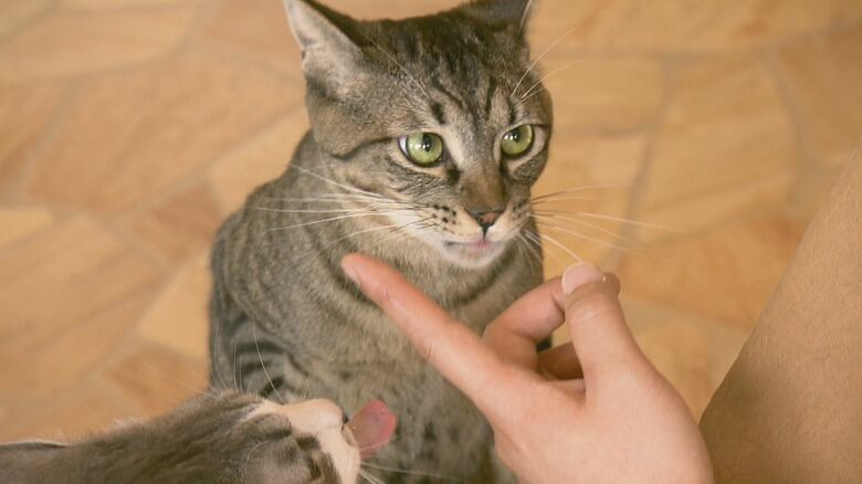 コロナ禍後にペットを手放す人も増加…