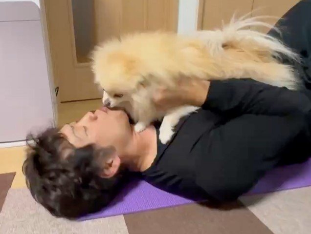 パパとイチャイチャしているマリンちゃん（提供：愉快な3姉妹ポメラニアンちゃんねるさん）