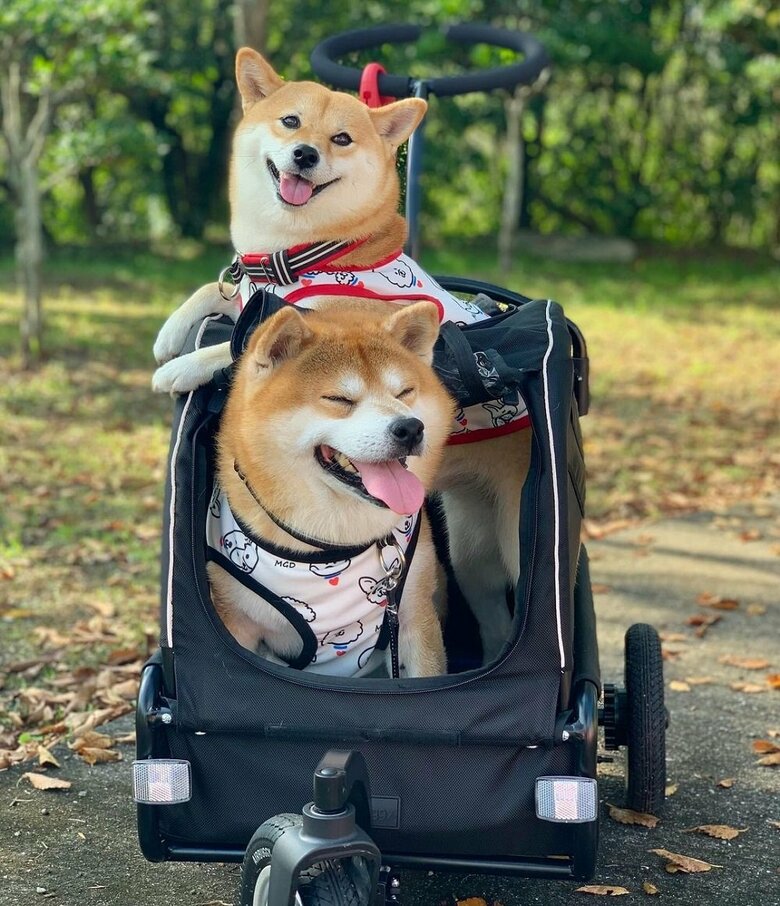 お出かけ中カートに乗って…