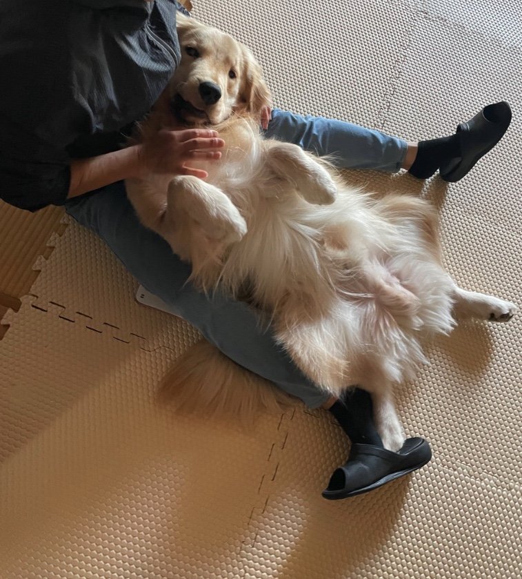 提供：イブ（ゴールデンレトリバー）さん