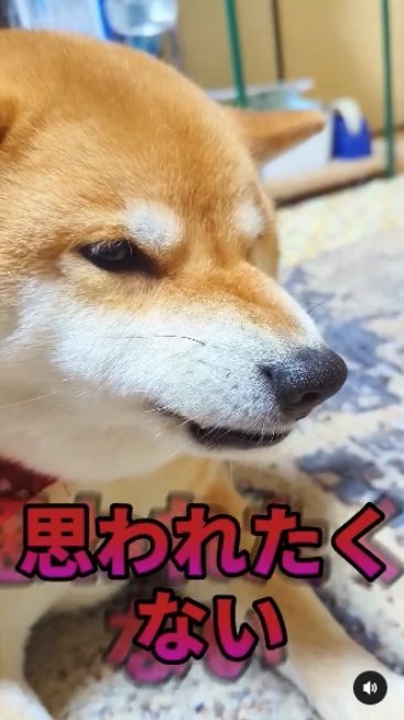 提供：柴犬スティーブch【コーギーと猫を添えて】さん