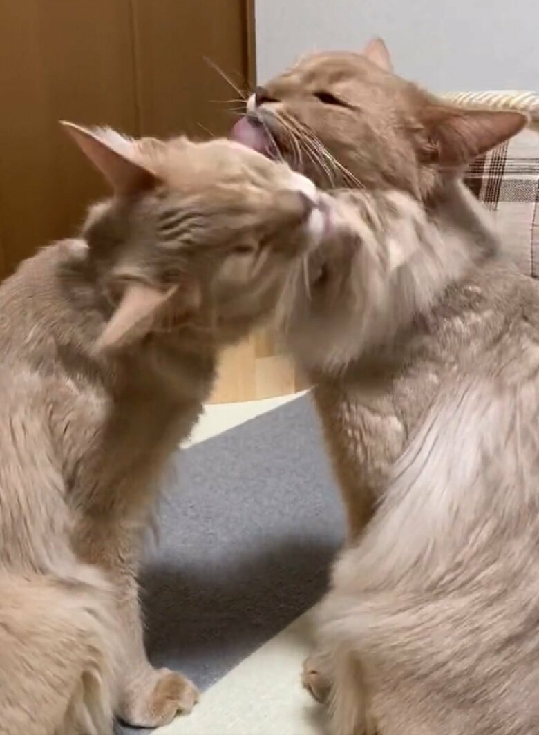 互いをなめ合って仲良し