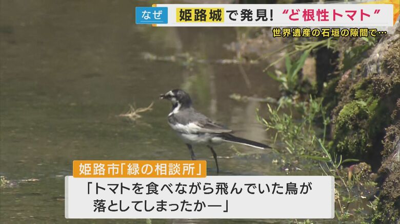 鳥が落とした種かフンの中の種から発芽か
