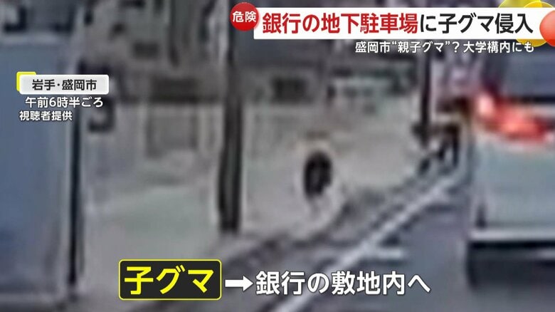 子グマは銀行の敷地内へ侵入していった