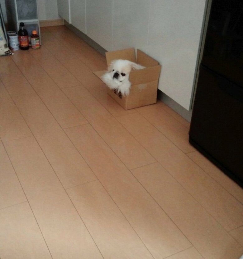 提供：うにたんさん